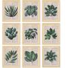 image97 Decor Vintage Botanical Wall Art  Plant Posters For Room Aesthetic Green Plant Pictures Wall Decor Nature Prints Tropical Leaves Artwork For Home Bedroom Office Decorations 8x10 Unframed
