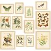 image97 Decor Vintage Botanical Wall Art Decor  Plant Posters For Room Aesthetic Vintage Botanical Prints Nature Wall Decor Floral Pictures Butterfly Bird Art For Home Bedroom Decoration 8x10 UnframedVintage Botanical Gx8x10