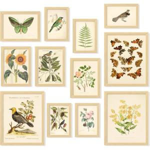 image97 Decor Vintage Botanical Wall Art Decor  Plant Posters For Room Aesthetic Vintage Botanical Prints Nature Wall Decor Floral Pictures Butterfly Bird Art For Home Bedroom Decoration 8x10 UnframedVintage Botanical Gx8x10