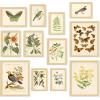 image97 Decor FRAMED Vintage Botanical Prints Wall Art  Botanical Plant Poster Butterfly Pictures Bird Art Sunflower Fern Prints Flower Botanical Painting for Home Bedroom Decorations BEIGE FRAMEVintage Botanical Gx8x10
