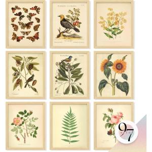 image97 Decor FRAMED Vintage Botanical Prints Wall Art  Botanical Plant Poster Butterfly Pictures Bird Art Sunflower Fern Prints Flower Botanical Painting for Home Bedroom Decorations BEIGE FRAMEBotanical 9x8x10