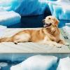 imageZonLi Dog Cooling Mat 20quot x 16quotSmall Waterproof Cooling Pad for Cats ampamp Rabbits Portable ampamp Durable Pet Mat for Crate Trunk Camping Outdoors Machine Washable Ice GreenIce Green