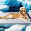 imageZonLi Dog Cooling Mat 20quot x 16quotSmall Waterproof Cooling Pad for Cats ampamp Rabbits Portable ampamp Durable Pet Mat for Crate Trunk Camping Outdoors Machine Washable Ice GreenTidal Blue