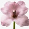 image:imageCalvin Klein Euphoria Eau de Toilette  Womens Ambery Perfume  With Notes of Pink Pepper Radiant Orchid amp Vanilla Accord  Long Lasting Fragrance
