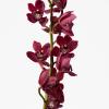 image:imageCalvin Klein Euphoria Eau de Toilette  Womens Ambery Perfume  With Notes of Pink Pepper Radiant Orchid amp Vanilla Accord  Long Lasting Fragrance