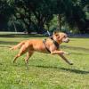 imagePet Harness Mount Size L