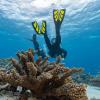 imageTUSA SF0111 Hyflex Zoom Scuba Diving FinsFishtail Blue